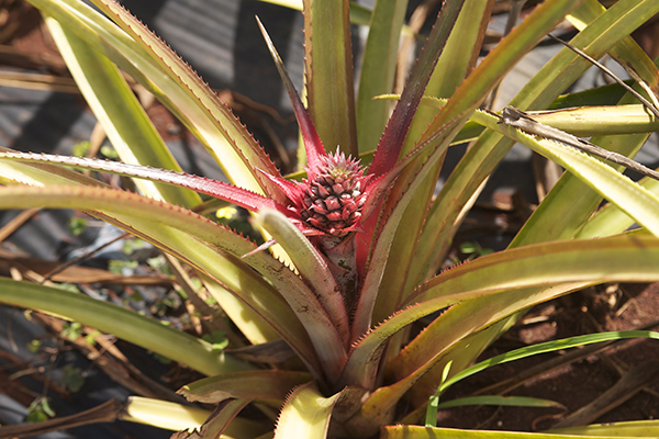 pine-apple